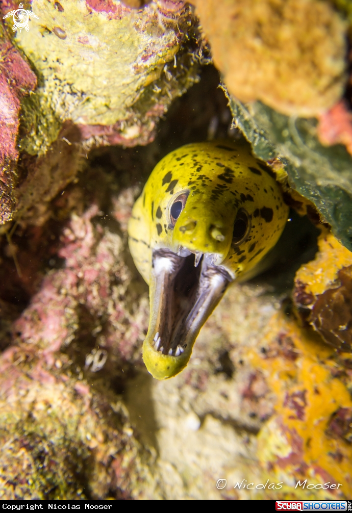 A Yellow moray eel