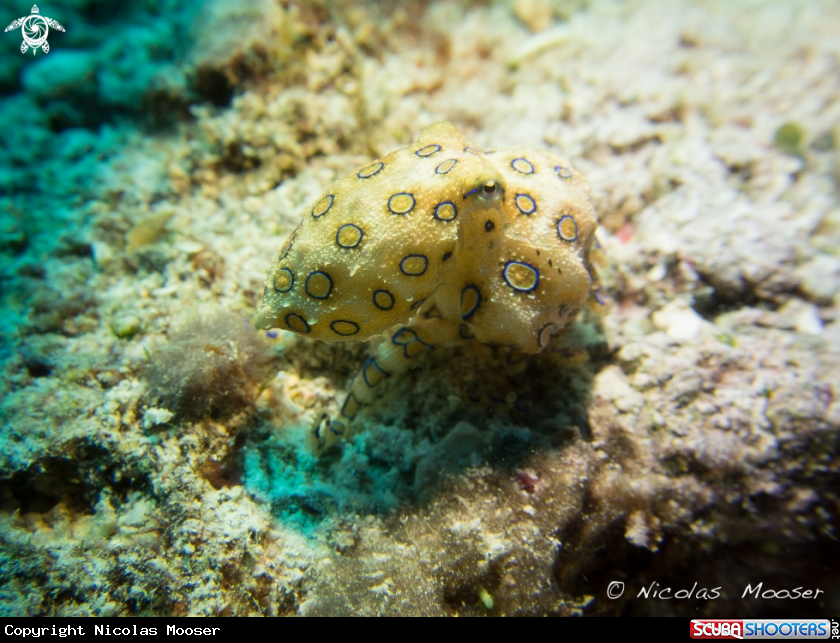 A blue ringed octopus