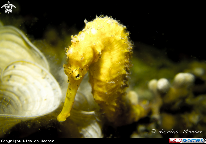 A Yellow seahorse