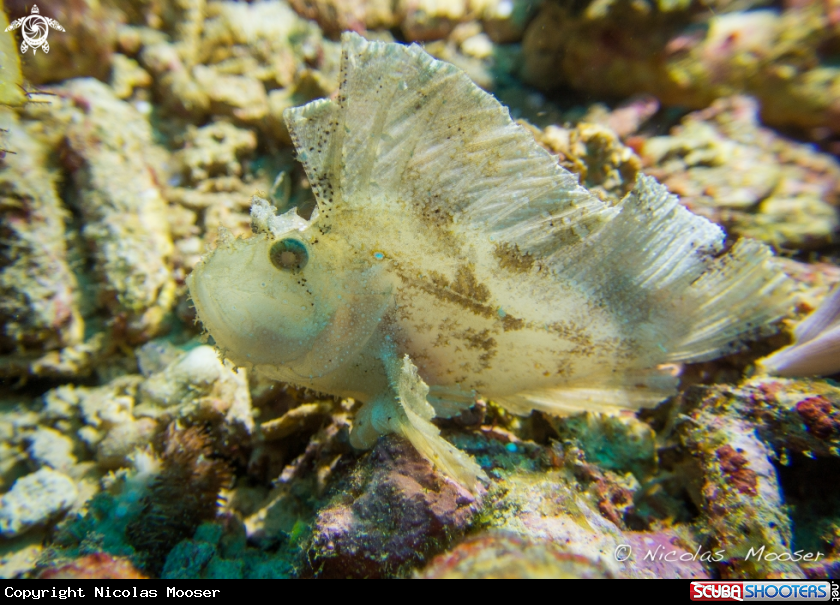 A white leaf scorpionfish