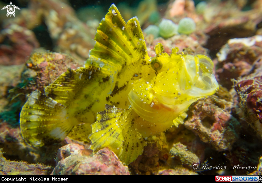 A Yellow leaf scorpionfish