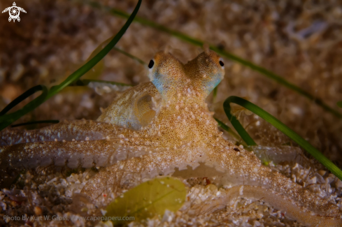 A Macrotritopus defilippi | Long arm Octopus