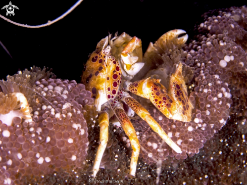 A Neopetrolisthes maculosus | Porcelain Anemone Crab