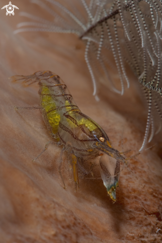 A Il gambero pistola, the bigclaw snapping shrimp,