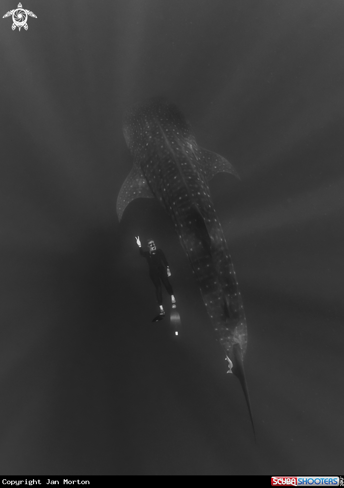 A Whale Shark with Diver