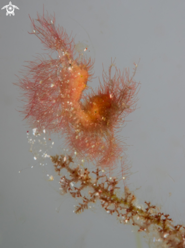 A phycocaris simulans | Hairy Algae Shrimp 4mm