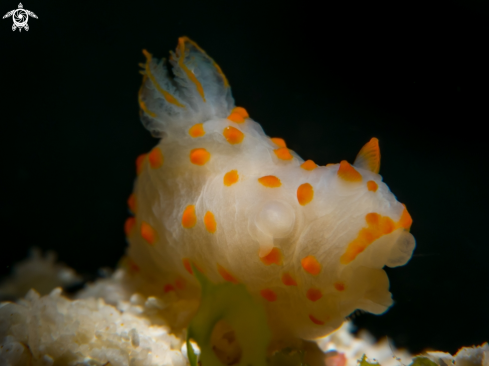 A Nudibranch 3mm in length