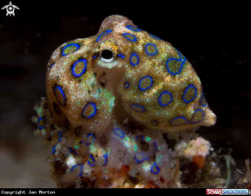 A Blue Ring Octopus Juvenile