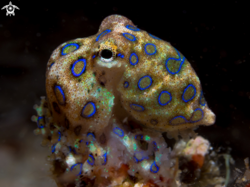A Hapalochlaena lunulata | Blue Ring Octopus Juvenile