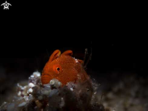 A Antennarius commerson | Juvenile Frogfish