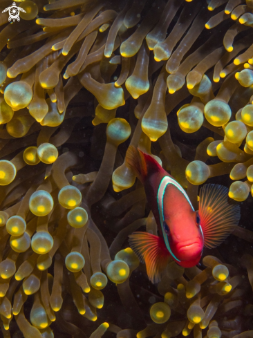 A Amphiprion ocellaris  | Clownfish in Anemone