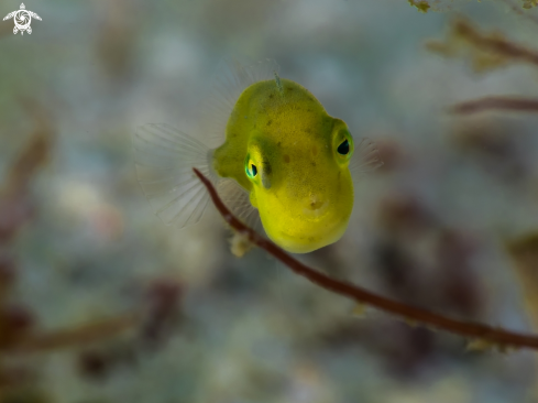 A Rudarius excelsus (juvenile 3mm) | Juvenile Diamond Filefish
