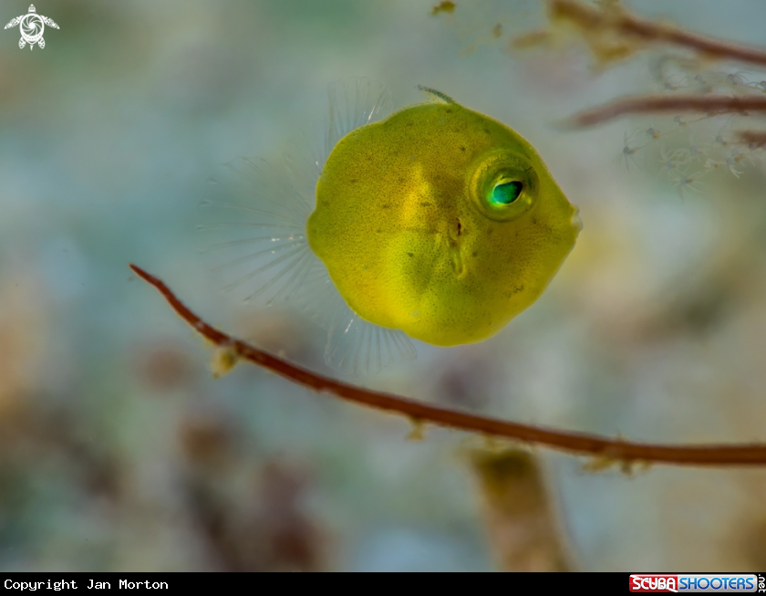 A Juvenile Diamond Filefish