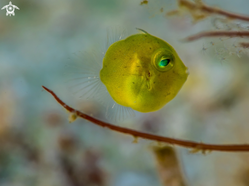 A Rudarius excelsus (juvenile 3mm) | Juvenile Diamond Filefish