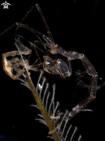 A Caprellidae | Skeleton Shrimp (One Pregnant)