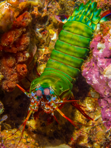 A Odontodactylus scyllarus | Peacock Mantis Shrimp Full Body