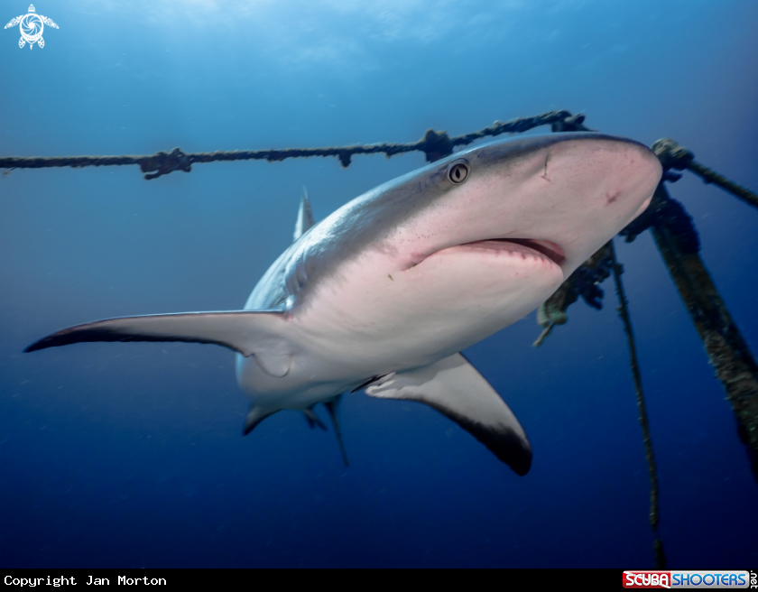 A Caribbean Reef Shark 