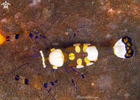 A Periclimenes brevicarpalis | Anemone Shrimp