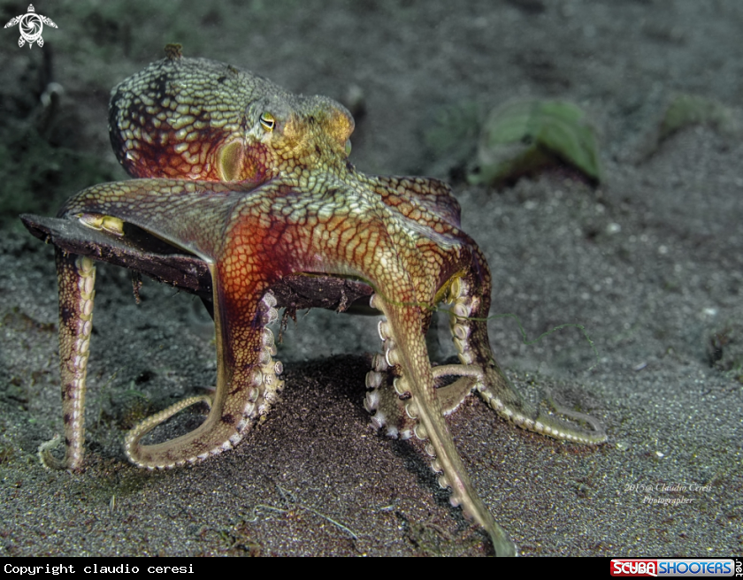 A  the coconut octopus and veined octopus