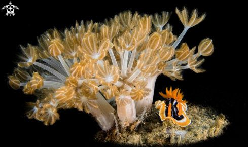 A Nudibranch and Corals