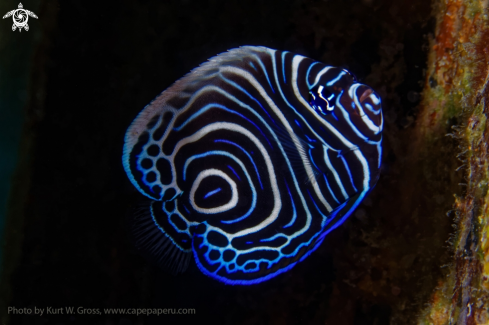 A Pomacanthus imperator juv. | Emperor Angelfish juv.