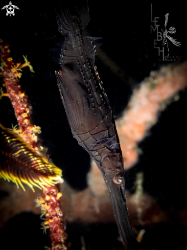 A Solenostomus cyanopterus | Rubust Ghost pipefish 