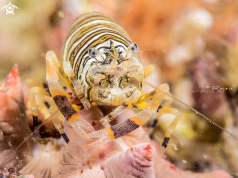 A bumblebee shrimp