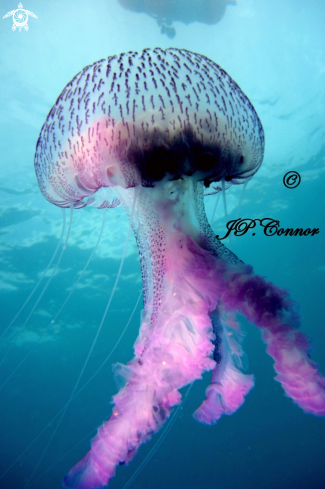 A Pelagia noctiluca | méduse pélagique