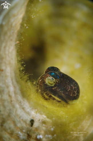 A Euprymna berryi,  | Bobtail Squid