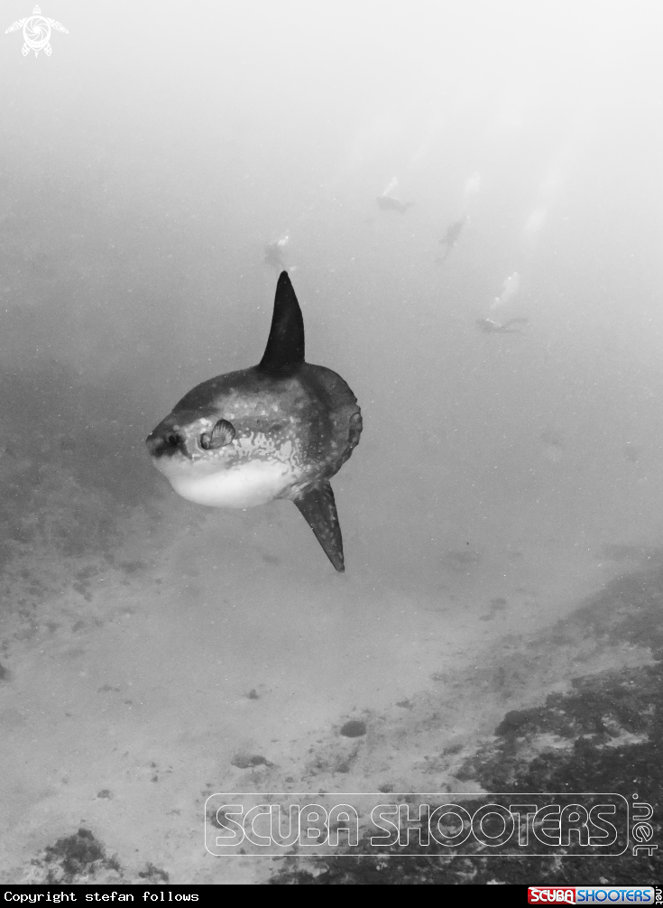 A Southern Ocean Sunfish
