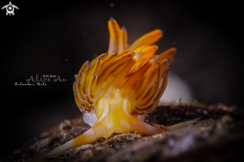 A Godiva Sp. | Nudibranch