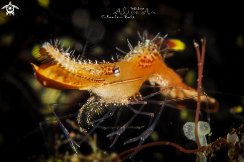 A Leander plumosus | Donald duck shrimp