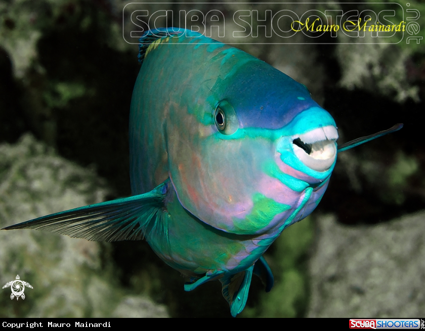 A Parrotfish