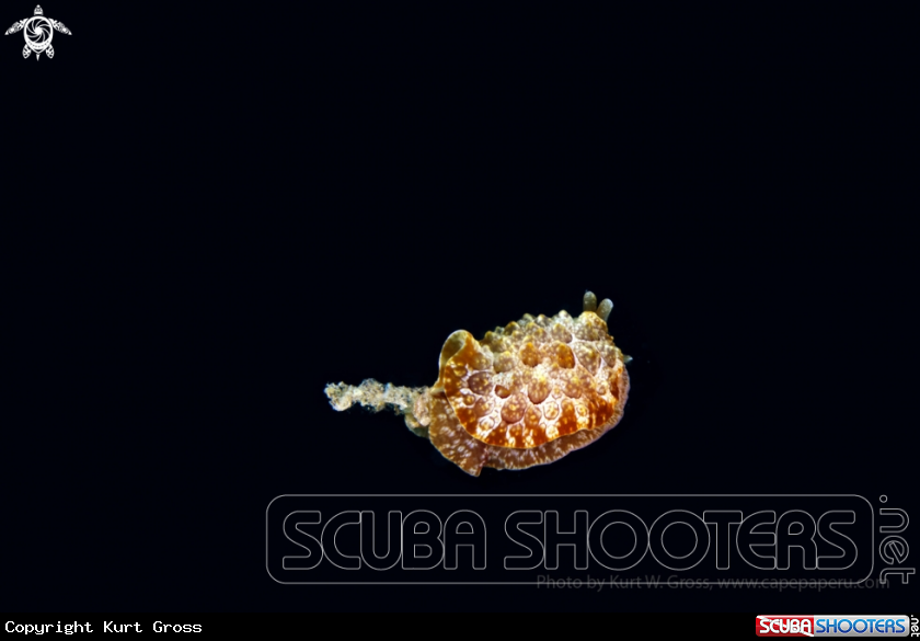 A Side-gilled Sea Slug