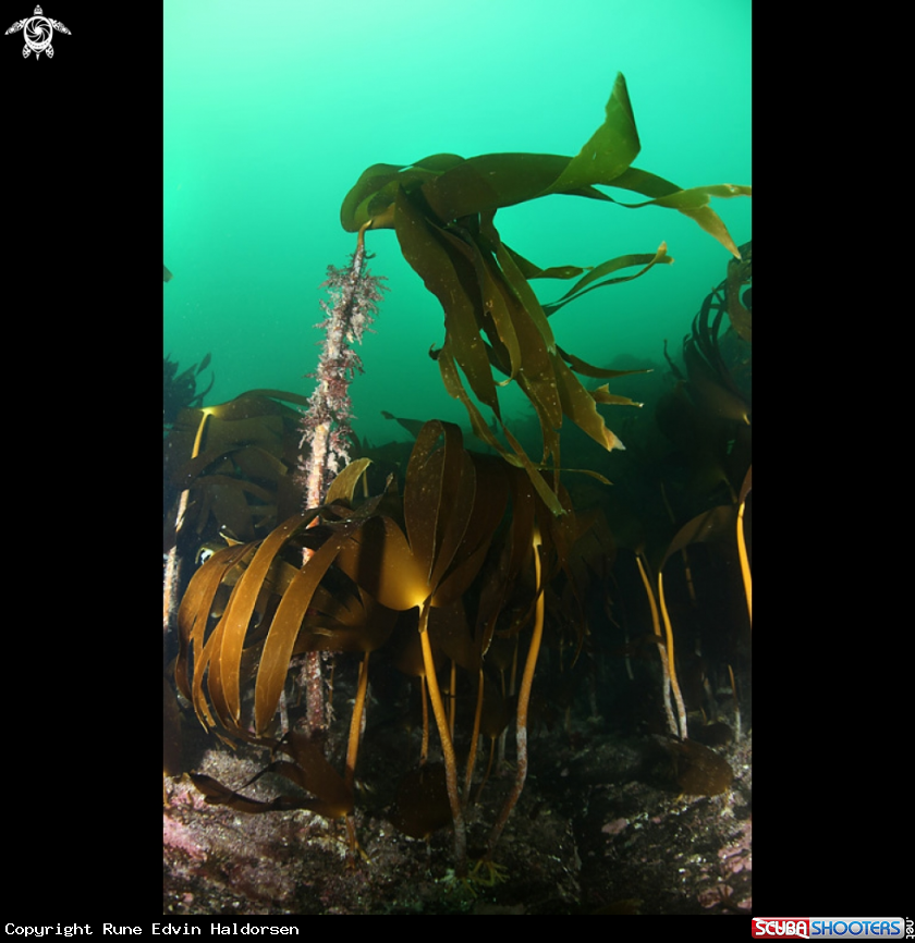 A Kelp