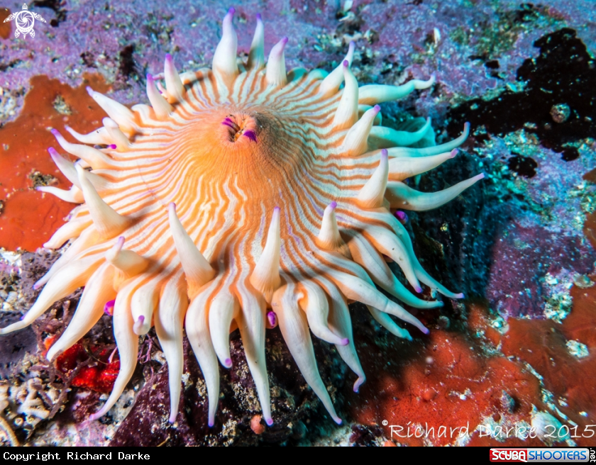 A Violet Spotted Anemone