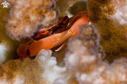 A Acropora symbiotic crab