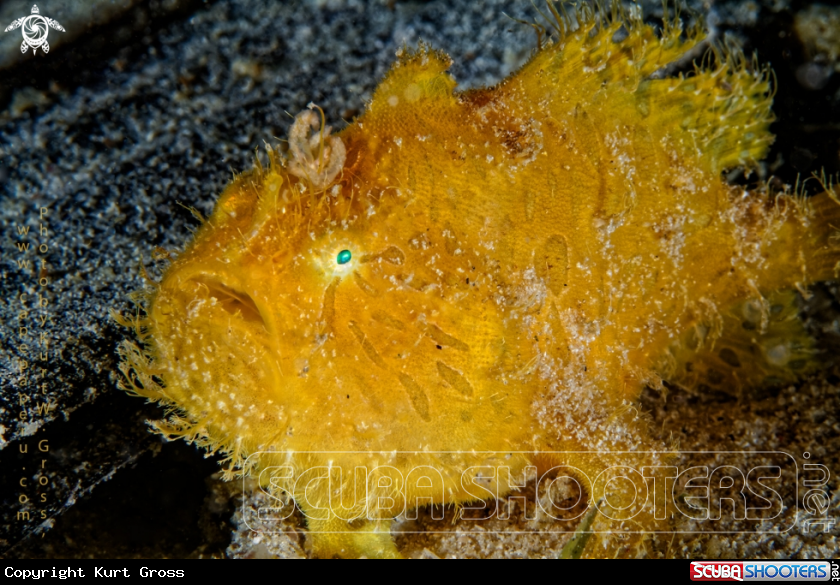 A Hiry Frogfish