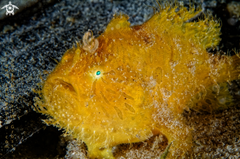 A Hiry Frogfish