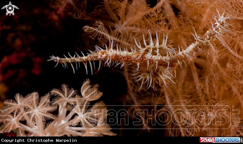 A  Ghost pipefishes