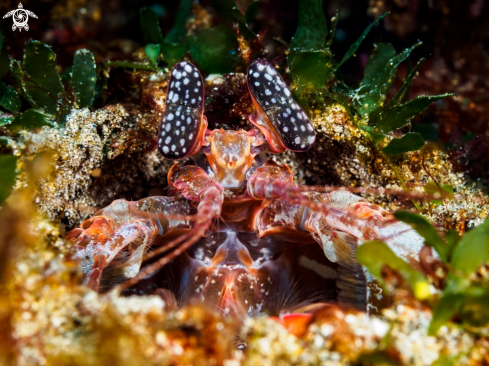 A Lysiosquilla sp. | Mantis Shrimp