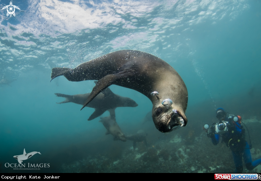 A Cape Fur Seal
