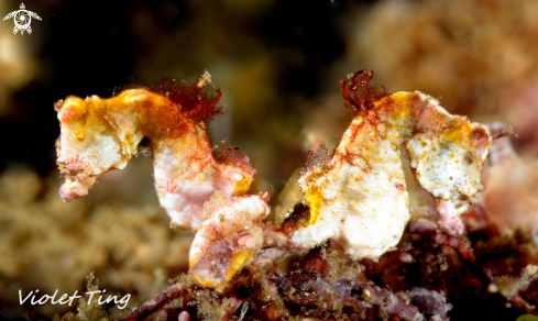A Pontohi Pygmy Seahorse