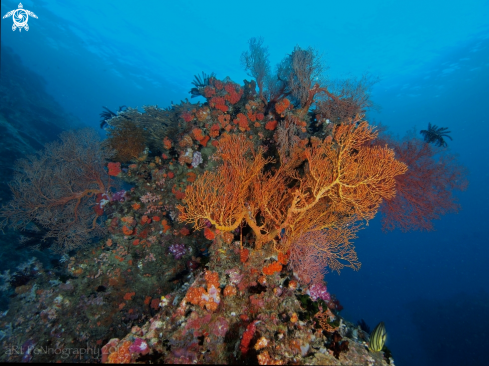 A Corals