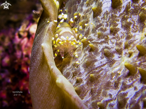 A Pilopontania furtiva | Hiden corallimorph Shrimp