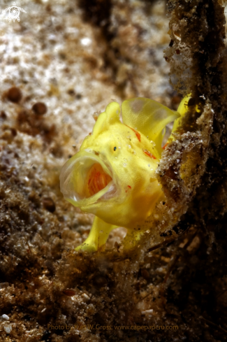 A Anntenarius maculatus | Frogg fish