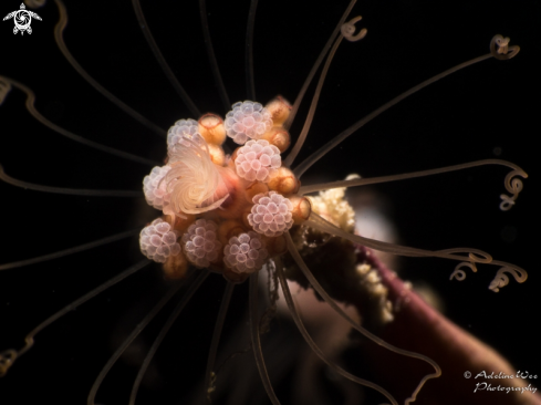 A Ralpharia Gorgoniae | Hydroid