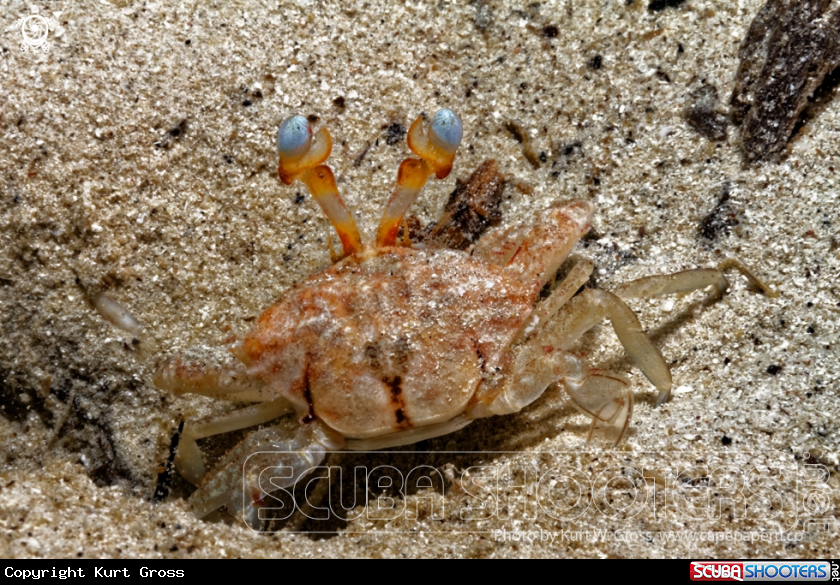 A Crab from behind