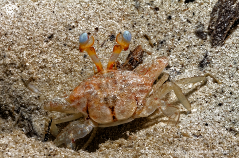 A Crab | Crab from behind