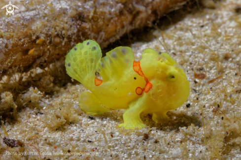 A Anntenarius maculatus Juv. | Frogg Fish